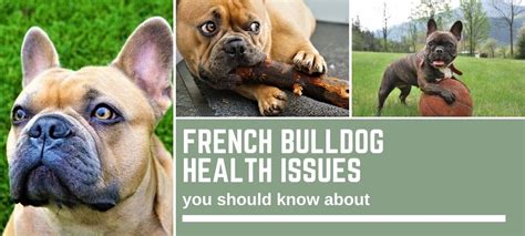 French Bulldog Health Issues You Need To Know About Bull Terrier Hq