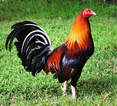 Game Fowl Rooster Breeds Game Fowl