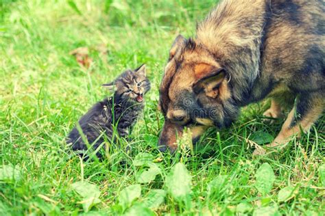 Big Dog And Little Kitten Stock Photo Image Of Friends 74901742