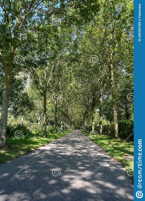 Green Tree Avenue With Lonely Path Stock Photo Image Of Tree Asphalt