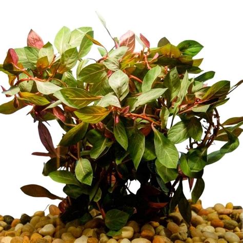 Ludwigia Dark Red Wetplants