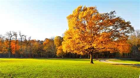 Wallpaper Autumn Trees Beautiful Garden Yellow Leaves Green Grass Sunlight 2560x1440 Qhd