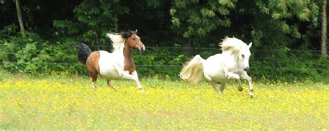 Consultez le journal numérique et ses suppléments, chaque jour avant 13h. Respecter son cheval : quels sont ses besoins ...