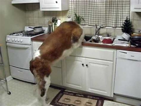 Saint bernards are slobbery dogs, so you can expect to end up a little damp after a cuddle. St. Bernard does dishes - YouTube