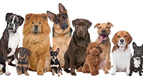 Can You Pass This Dog Breed Identification Quiz Zoo