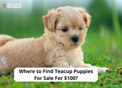 Where To Find Teacup Puppies For Sale For 100 2023 We Love Doodles