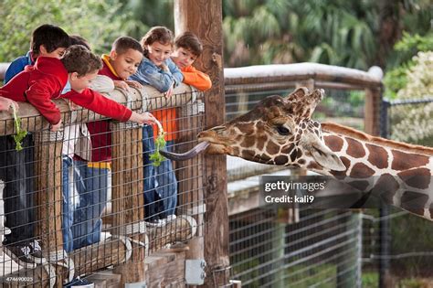 Children At Zoo Feeding Giraffe High Res Stock Photo Getty Images