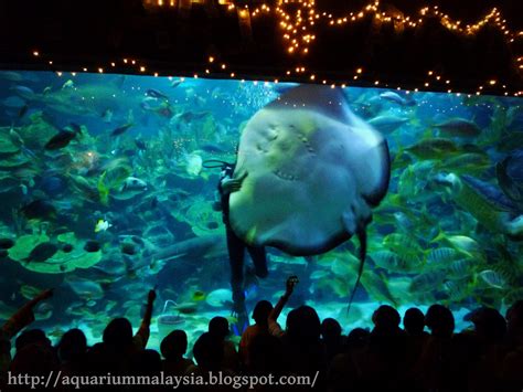 My Aquarium Journey In Malaysia Aquaria Klcc Part 3