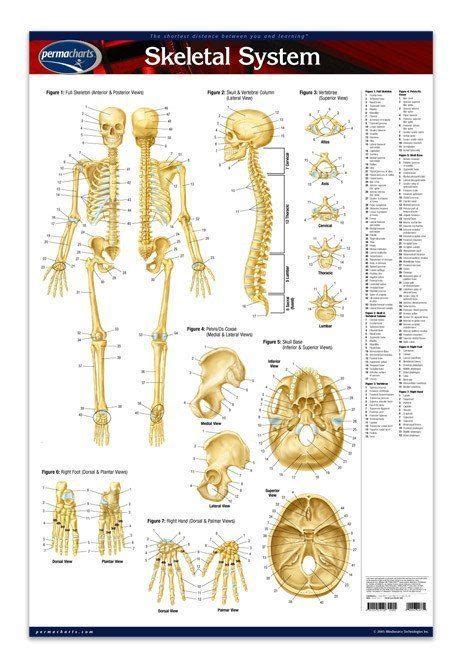 The Skeletal System Poster Provides Front And Rear Views Of The Human