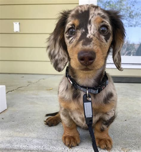 Long Haired Brindle Dachshund Longhaired Dapple Doxie Or Dapple