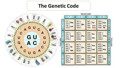 Salient Features Of Genetic Code Microbiology Notes