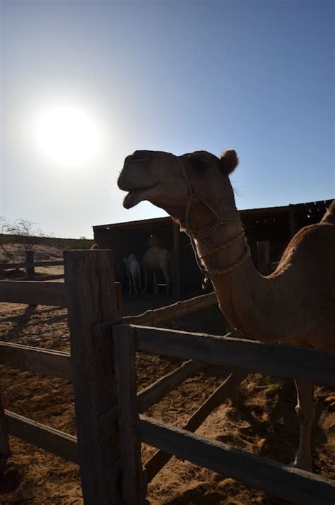 The kid jockeys had to be replaced. The Art of Riding Big Humped Camels in the Middle East ...