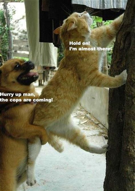 Funny Animals Cat And Dog Dump A Day