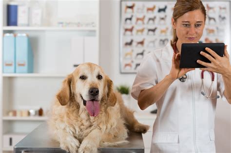 What is the best and most affordable pet insurance? Focusing On How Pet Care Insurance Helps You Save Big Dollars - the cat and the dog