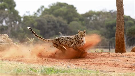 Werribee Open Range Zoo Cheetah Kulinda Just Wild For Enrichment