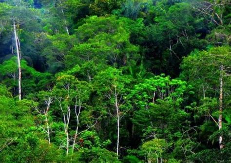 Hutan hujan tropis mendapatkan nama julukan sebagai laboratorium farmasi terbesar dunia sejak sebanyak 25% bahan sumber daya obat globe dari tanaman yang tinggal di hutan hujan tropis. Fenomena Biosfer Serta Sebaran Hewan Dan Tumbuhan - Pustaka Belajar
