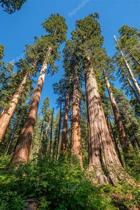 Sequoia Tree Calaveras Big Trees State Park California