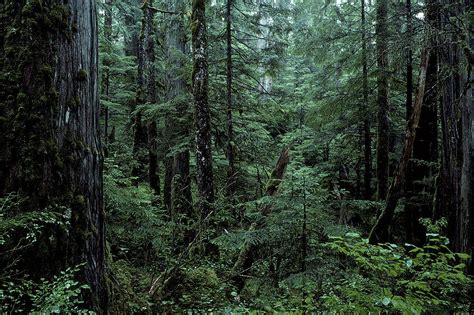 Temperate Forest British Columbia Canada Greenpeace Canada
