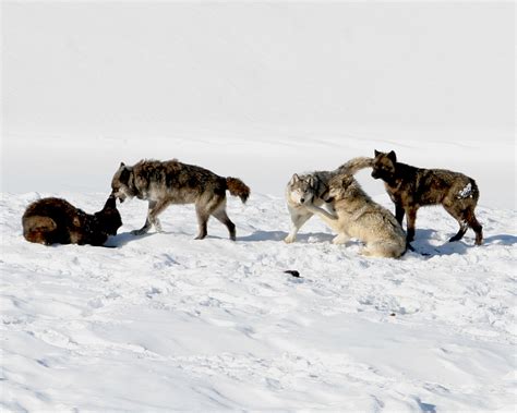 Yellowstone Wolf Study Reveals How To Raise Successful Offspring