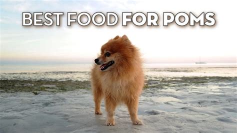 Pomeranian Dog Food 5 Top Dog Foods For Poms Updated 2020 Herepup