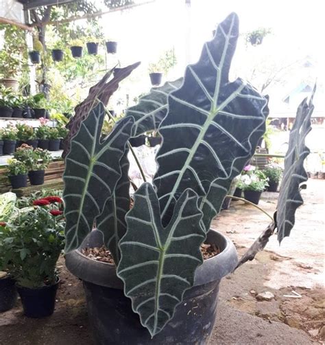 Cara tanam pokok keladi tikus merah typhonium roxburghii @ t.divaricatum. Keren Jenis Pokok Bunga Keladi - Bunga Hias