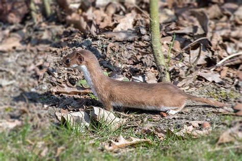 Least Weasel Mustela Nivalis Minnesota Mammals Umn Duluth