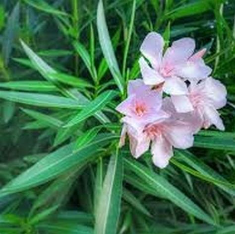 Light Pink Oleander
