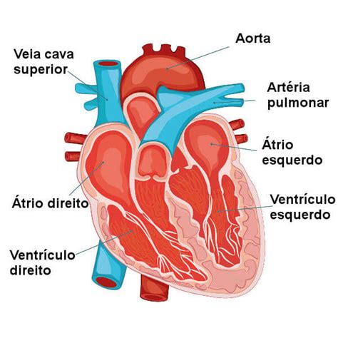 Sistema Cardiovascular Ou Circulatório Resumo Função órgãos