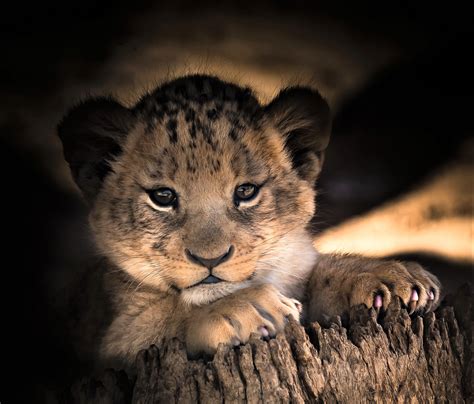 Lion And Cub Wallpapers Top Free Lion And Cub Backgrounds