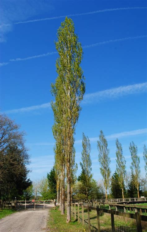 Tall Slim Trees Damber Limbu Flickr