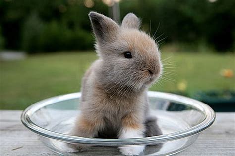 Top 30 Cutest Pictures Of Bunnies Around The World The Design