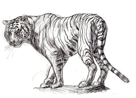 White Tiger Sketch By Ezekiel Black On Deviantart Tiger Sketch Tiger