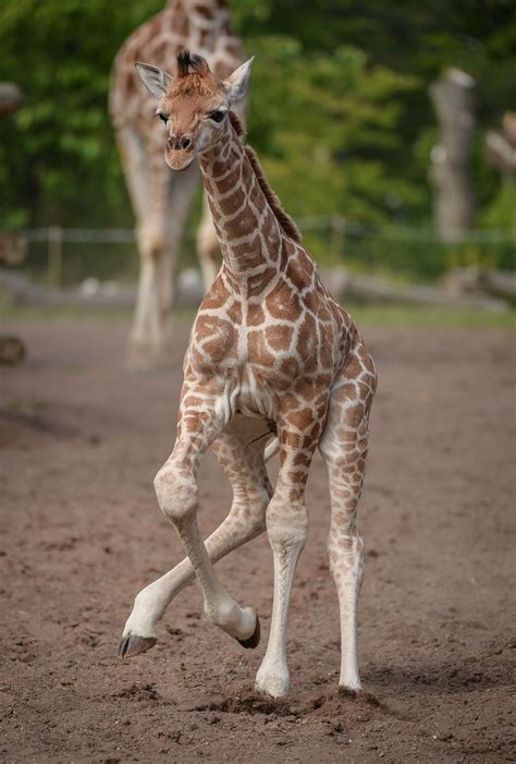 Baby Giraffe Tries Out His New Very Long Legs Zooborns