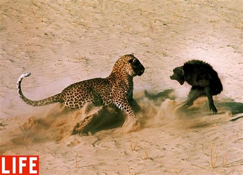 Top 5 Fierce Animal Fight Pictures 5 Pics Amazing