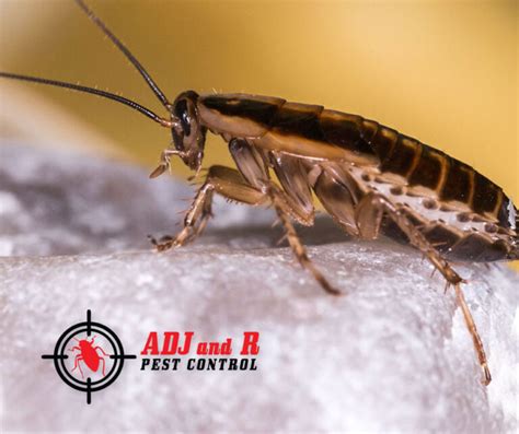 The professionals at 2 nice guys termite & pest control servicing st. Cockroaches-eat-anything-and-everything-and-can-destroy ...