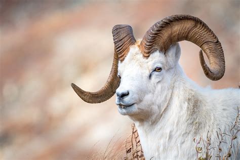 Animal Goat Hd Wallpaper
