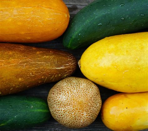 All About Exotic Cucumbers
