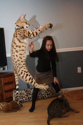 New and used items, cars, real estate, jobs, services, vacation rentals and more virtually anywhere in british columbia. savannah-cat-kids.jpg (267×400) (With images) | Savannah ...