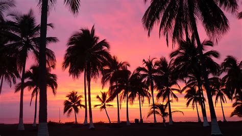 palm trees during sunset hd palm tree wallpapers hd wallpapers id 56506