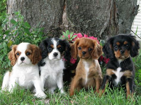 As your cavalier king charles spaniel starts to grow, the price of supplies eases up considerably. Cavalier King Charles Spaniel Puppies | Puppies Dog Breed ...