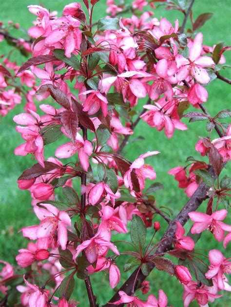 Best Crabapples For Your Yard Flowering Trees Flowering Crabapple