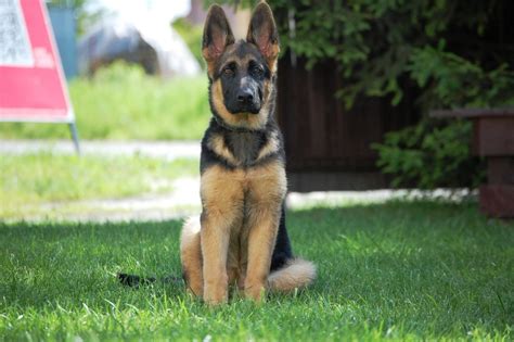 We specialize in purebred akc german shepherd puppies! Do German Shepherds 'turn' on their owners?