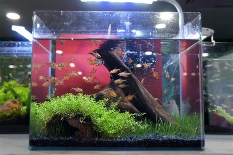 Best Ways To Stock A Five Gallon Fish Tank For Beginners