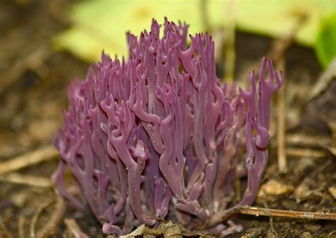Coral Fungus Purple Fairy Club Friends Of Glen Providence Park