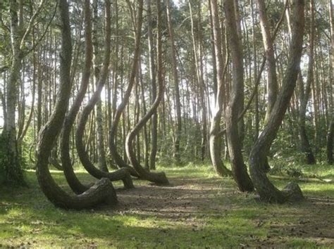 Why Are ‘j Shaped Trees Seen As An Ominous Warning Sign Indie88