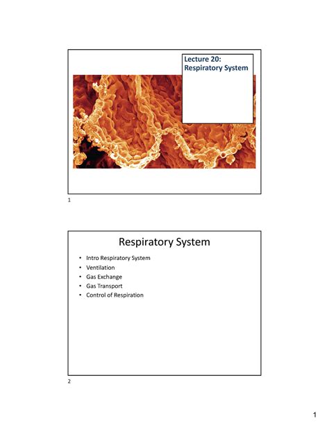 Bio6 Lecture 20 Respiratory Pdf Lecture 20 Respiratory System 1