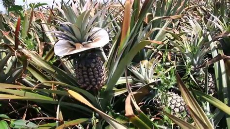 How Do Pineapples Grow Pineapple Farming Youtube