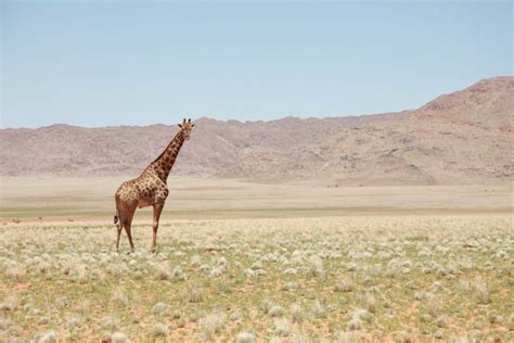 Giraffen In Afrika Die Besten Orte Animals Around The Globe