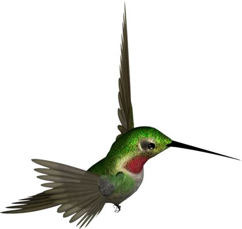 Hummingbird Png Png All Png All