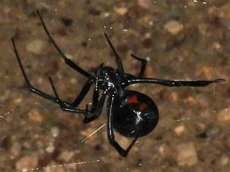 Desert Black Widow Spider